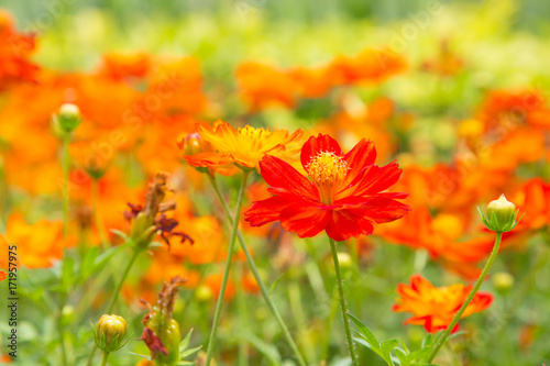 red and orange cosmos flower in green nature background. flower in garden. Natural flower in field. Mexican Aster Cosmos