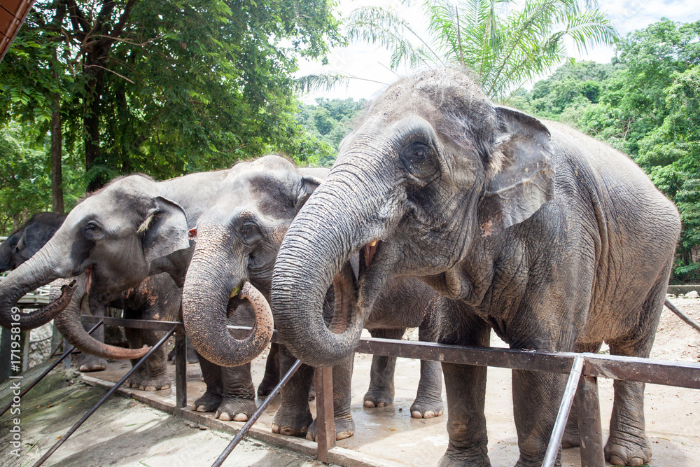 Obraz premium a family of happy funny elephants in the open zoo