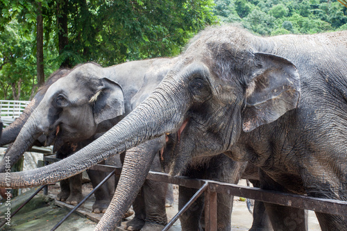 Photography happy funny elephants in the open zoo close up