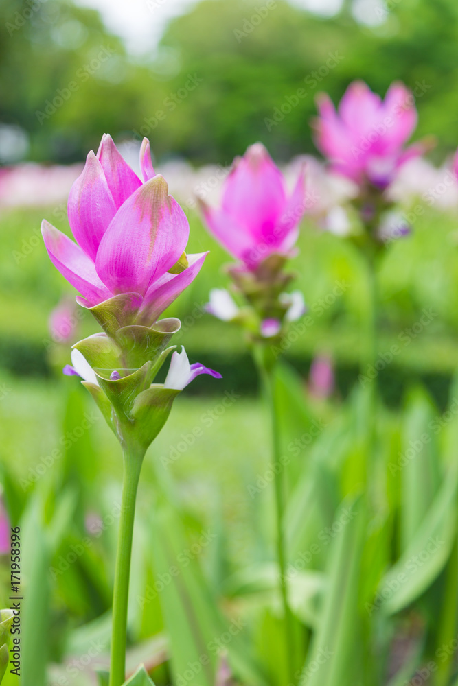 krachai flower in green nature background. Pink flower in garden. Natural flower in field. krachai flower in green nature background. Pink flower in garden. Natural flower in field.