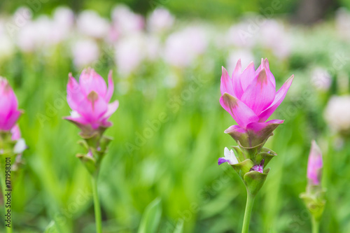 krachai flower in green nature background. Pink flower in garden. Natural flower in field. © getcloser
