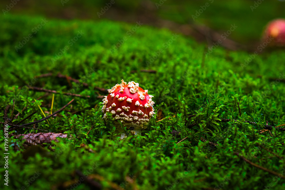 mushroom