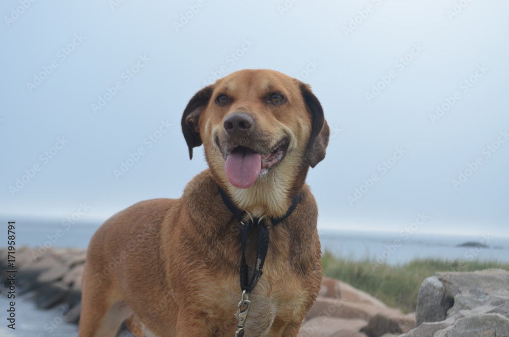 Tan dog smiling and playing at the beach Tan dog smiling and playing at the beach