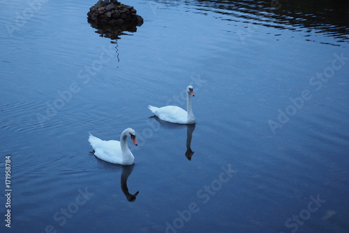 Schwanenliebe in Rogaland Norwegen photo