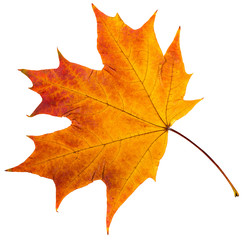 autumn leaves.
