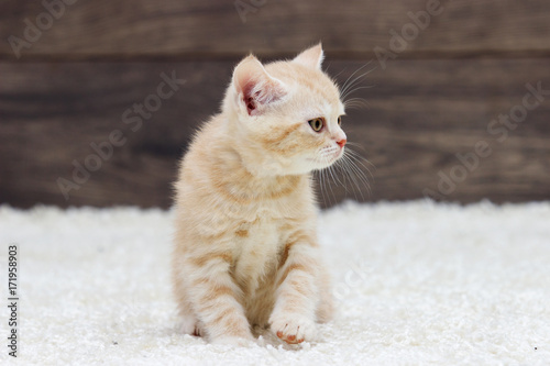 British kitten on a fluffy carpet and a wooden background