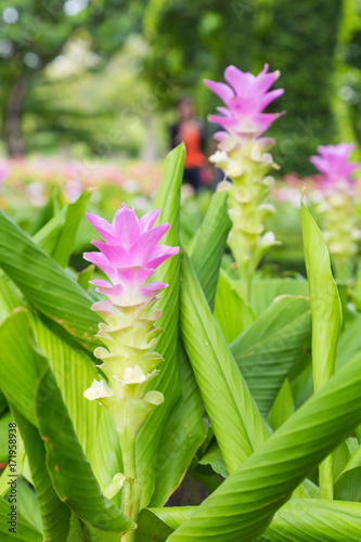 krachai flower in green nature background. Pink flower in garden. Natural flower in field.