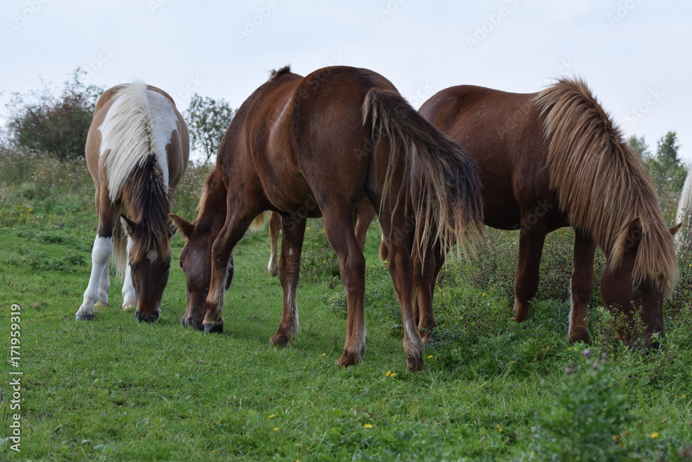 Horses in the meadow Horses in the meadow