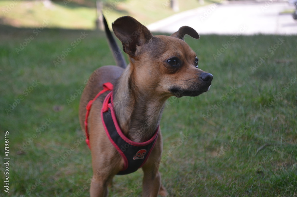 Brown chihuahua puppy in the grass Brown chihuahua puppy in the grass