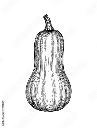 Ink sketch of butternut squash