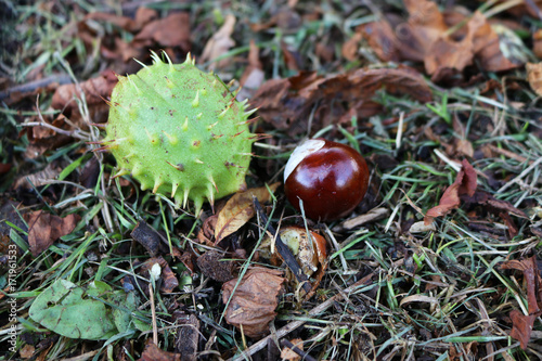 Photos Horse chestnut shell case and conker lying on an autumn ground