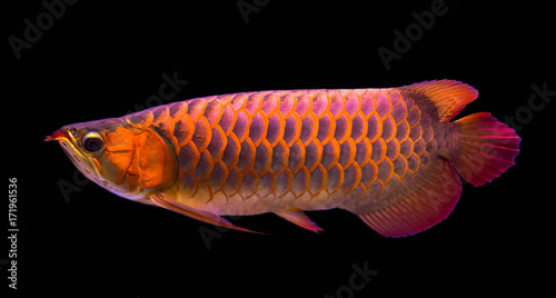 Red Arowana the Asian dragon fish