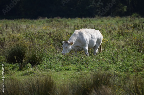 cows in a field of grass