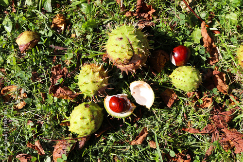 Horse chestnuts conkers lying on the ground photographed from above