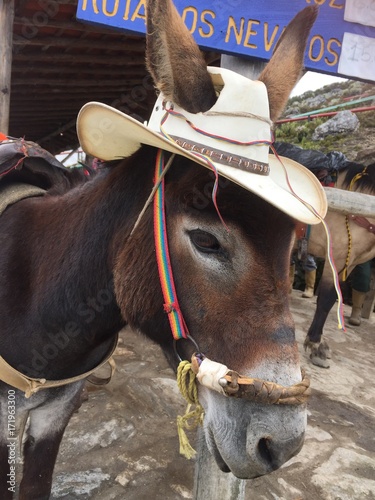 Caballo mirando