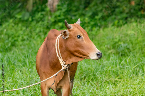 A brown cow on leash at the field