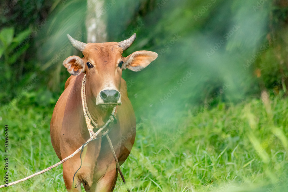 A brown cow on leash at the field A brown cow on leash at the field