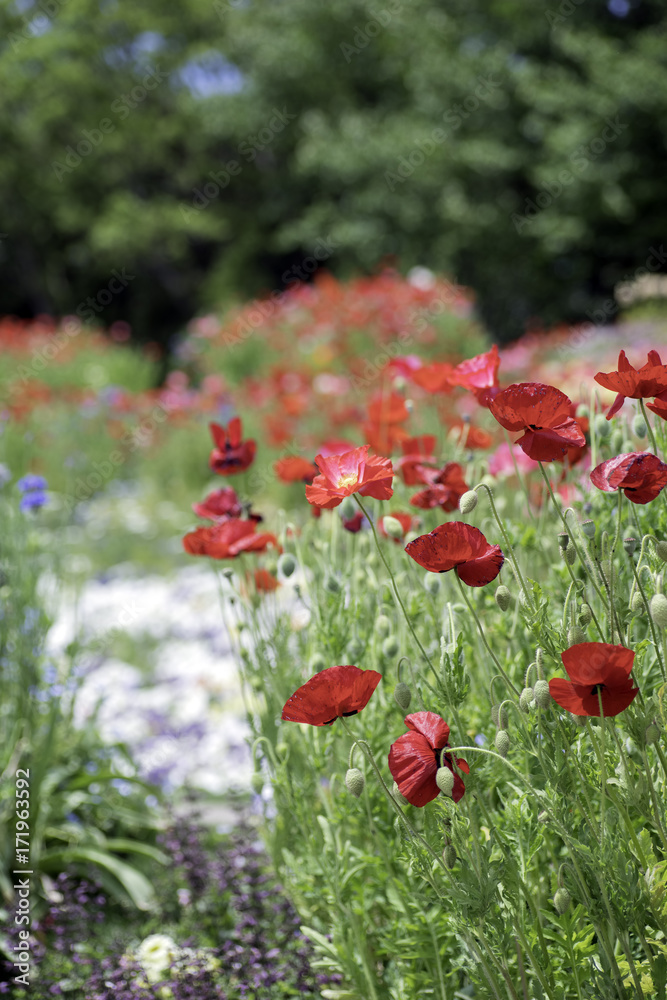 Obraz premium 花畑