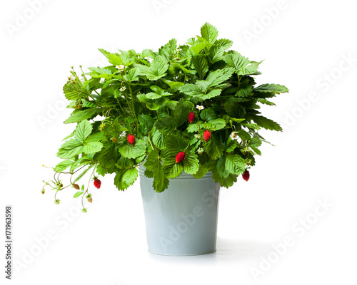 Alpine  strawberry plant in metallic bucket isolated on white