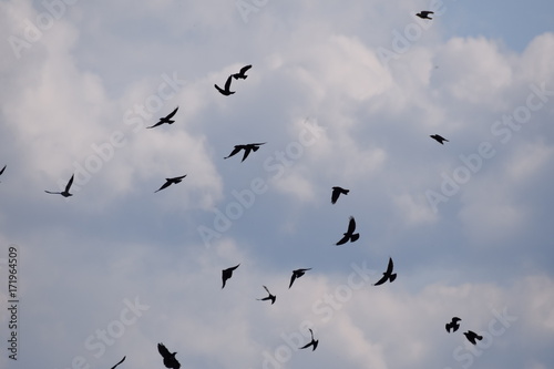 Flying black birds