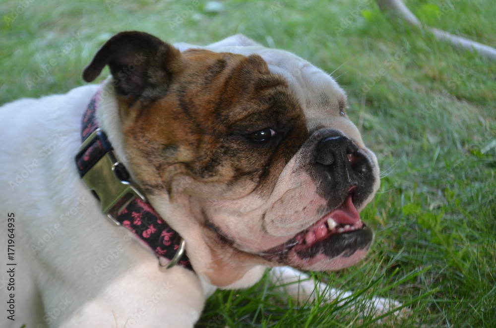 Fototapeta premium White and brown bulldog sitting outside 