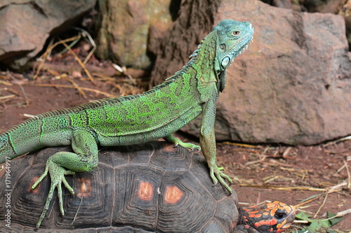 A green iguana and a red footed tortoise play with each other in the gardens.