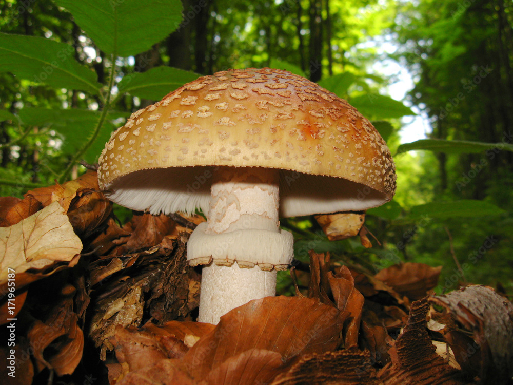 mushroom in the forest . Close-up mushroom in the forest . Close-up
