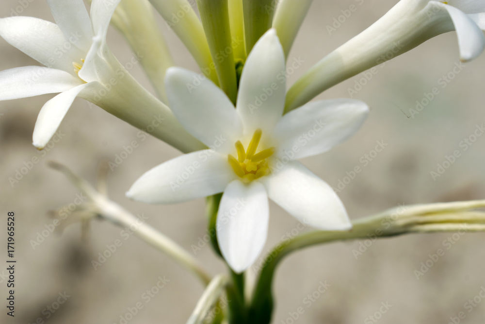night queen flower macro close up view white green scented with blue sky background night queen flower macro close up view white green scented with blue sky background