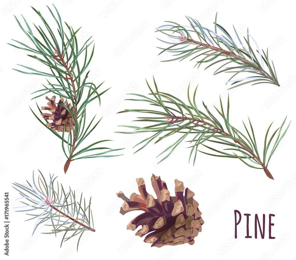 Collection of pine branches and cones, needles on white background, hand digital draw, watercolor style, decorative botanical illustration for design, Christmas plants, vector - obrazy, fototapety, plakaty 