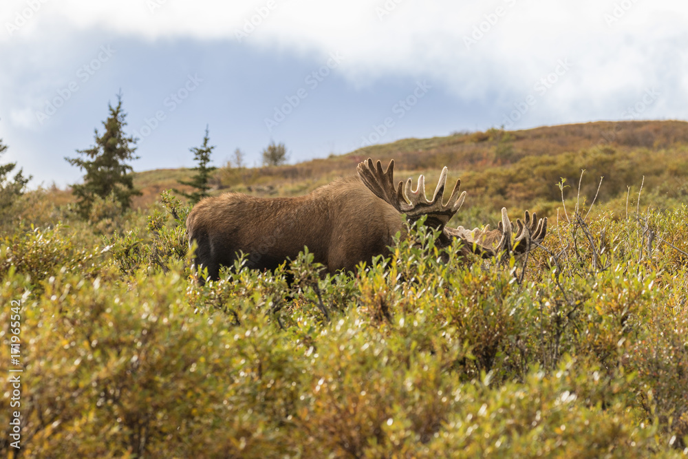 Naklejka premium Alaska Yukon Bull Moose in Velvet