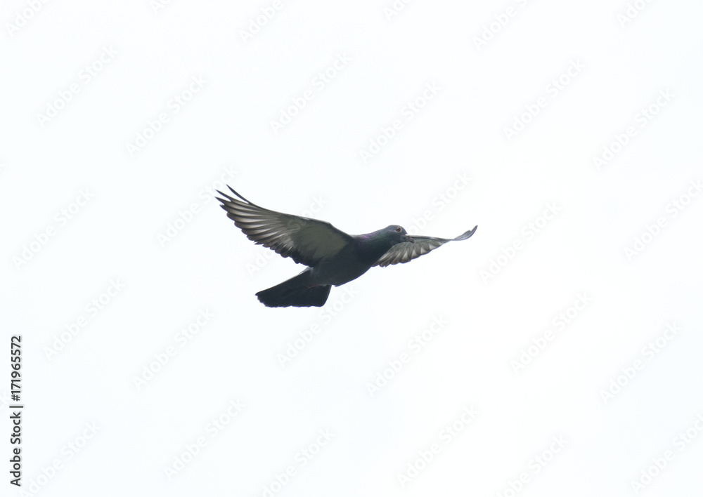 Obraz premium pigeon flying in the sky with full speed racing game sport coming back with stretched wings feral green blue bar wild