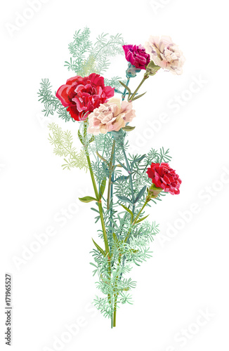 Bouquet of carnation schabaud, white, red flowers, green twigs asparagus, white background, composition for Christmas, Mother's Day, Victory day, digital draw, illustration in watercolor style, vector