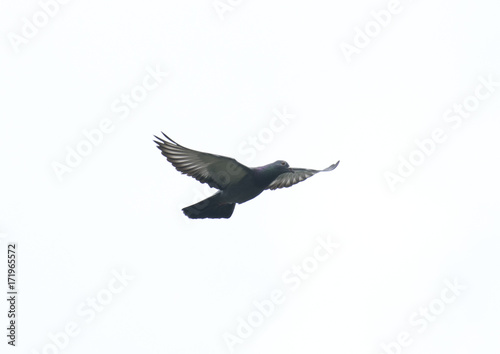 pigeon flying in the sky with full speed racing game sport coming back with stretched wings feral green blue bar wild