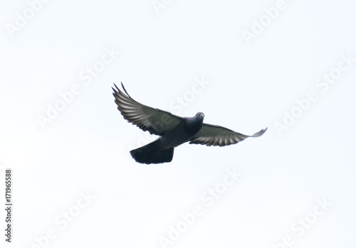 pigeon flying in the sky with full speed racing game sport coming back with stretched wings feral green blue bar wild