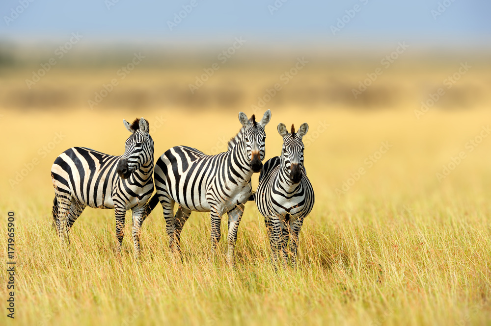Fototapeta premium Zebra w siedlisku natury trawy, Park Narodowy Kenii