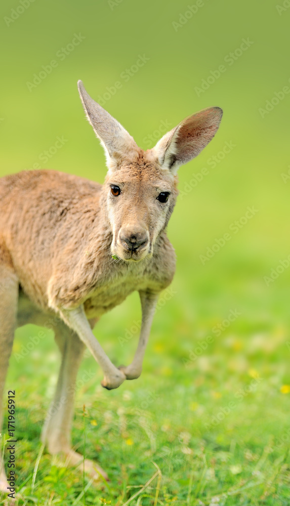 Young Kangaroo at a meadow