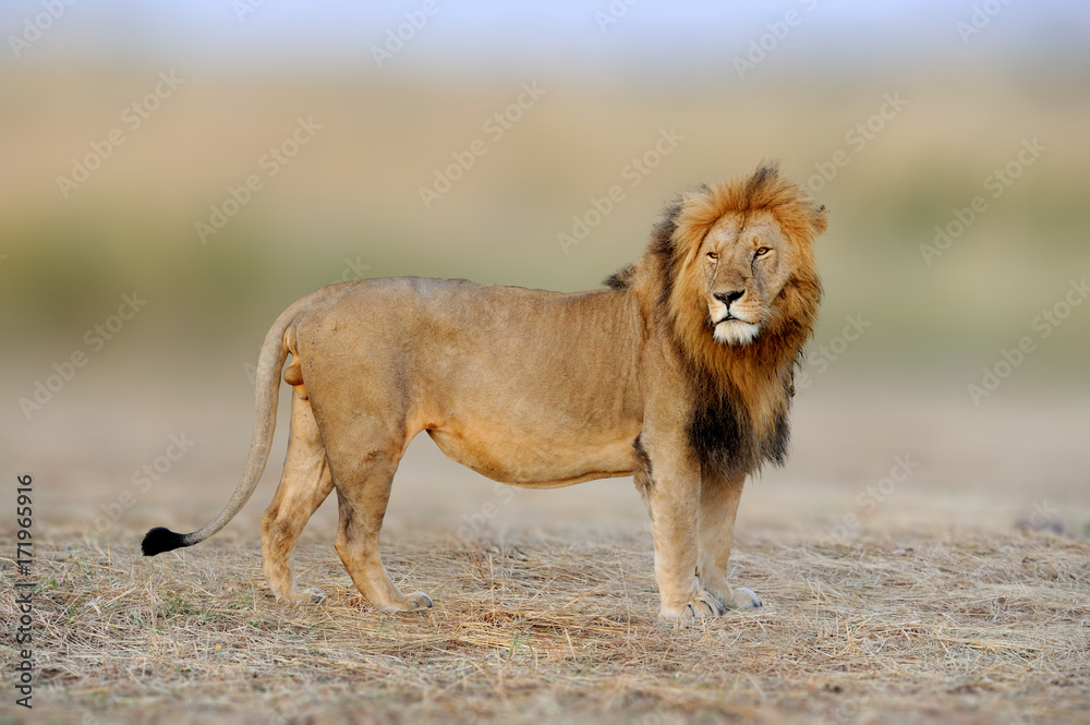 African lions, Panthera leo, Masai Mara National Park, Kenya, Africa