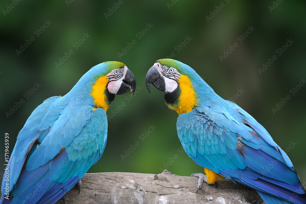 Wild parrot bird, blue parrot Great-Green Macaw, Ara ambigua