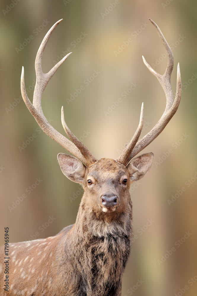Deer in the wild. Wildlife scene from nature Deer in the wild. Wildlife scene from nature