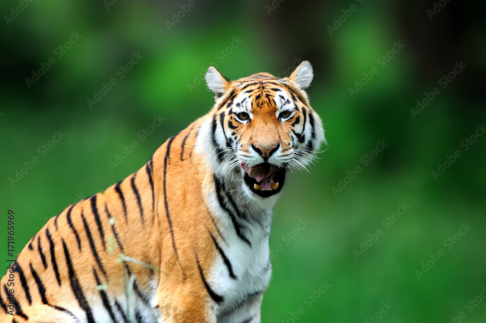 Summer with tiger. Siberian tiger in beautiful habitat Summer with tiger. Siberian tiger in beautiful habitat
