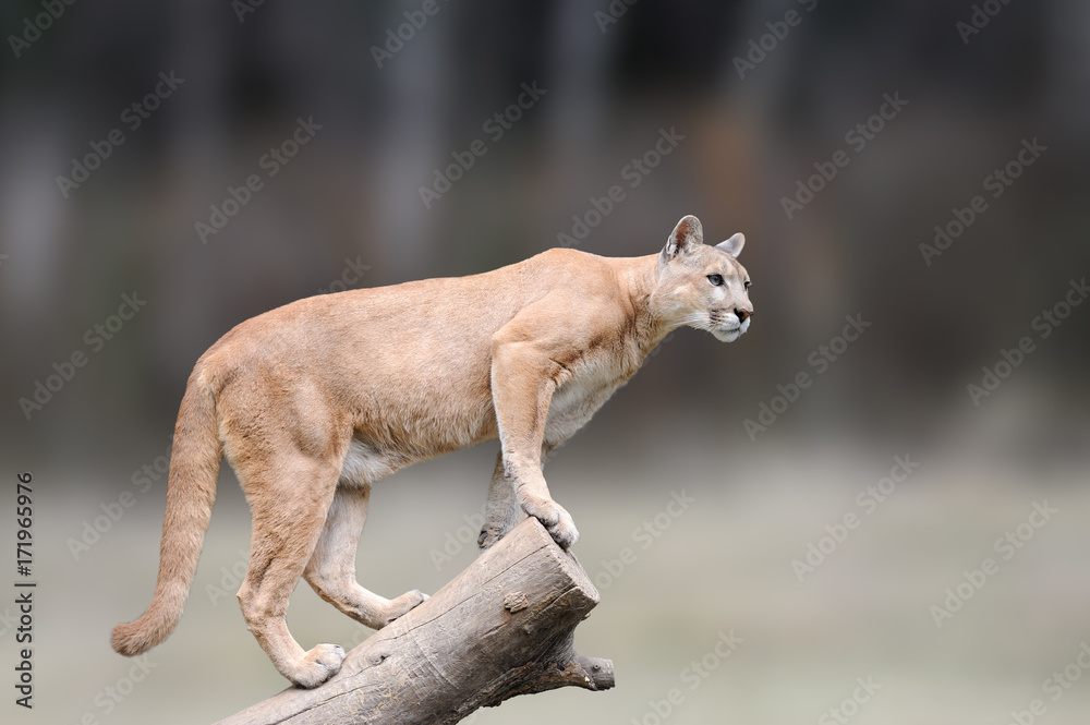 Obraz premium Niebezpieczeństwo Cougar siedzi na gałęzi w tle lasu jesienią