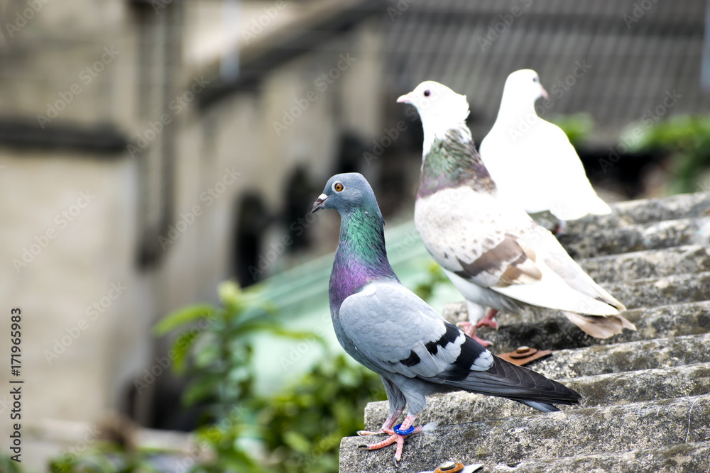 Obraz premium bird pigeon sitting standing on roof green blue bar racer homing game pet