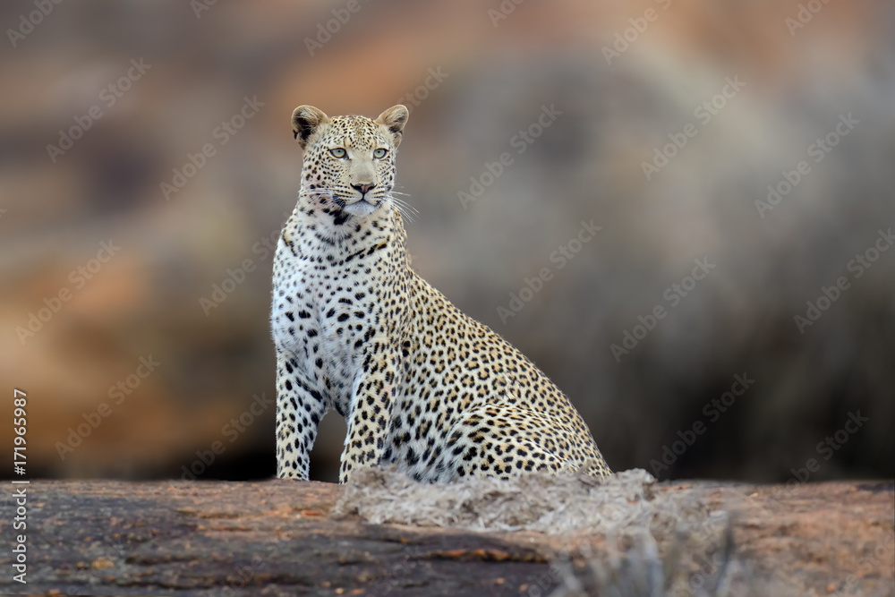 Obraz premium African Leopard, National Park of Kenya