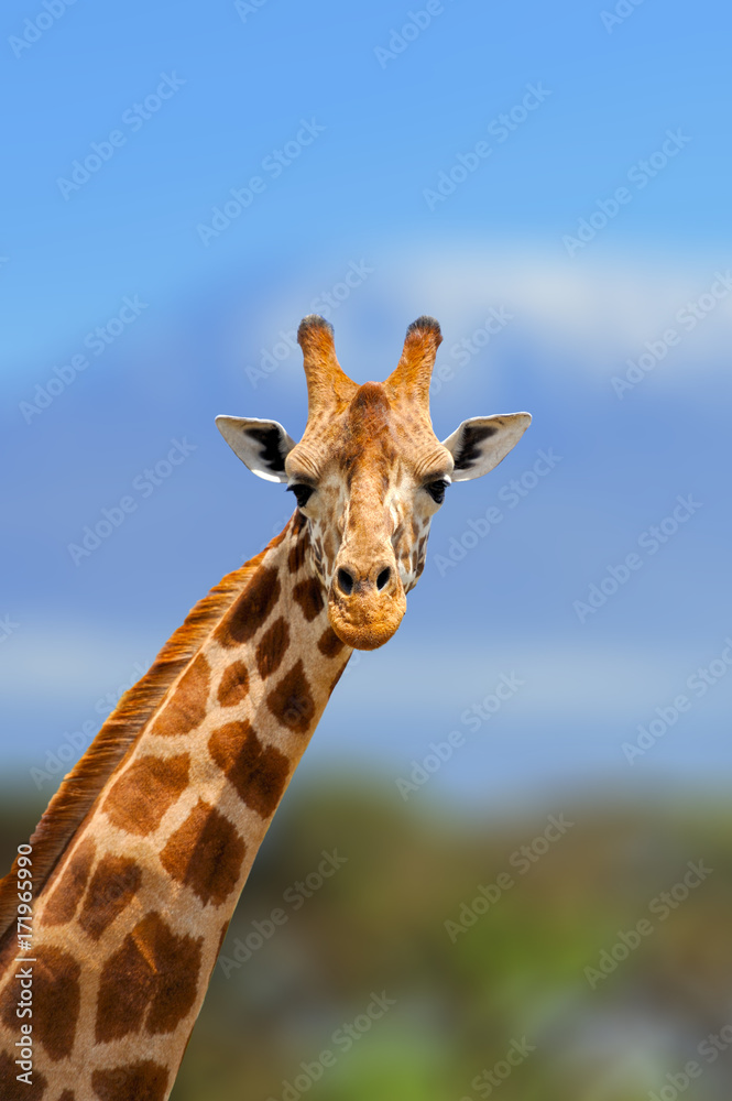 Naklejka premium Giraffe in the nature habitat, Kenya, Africa