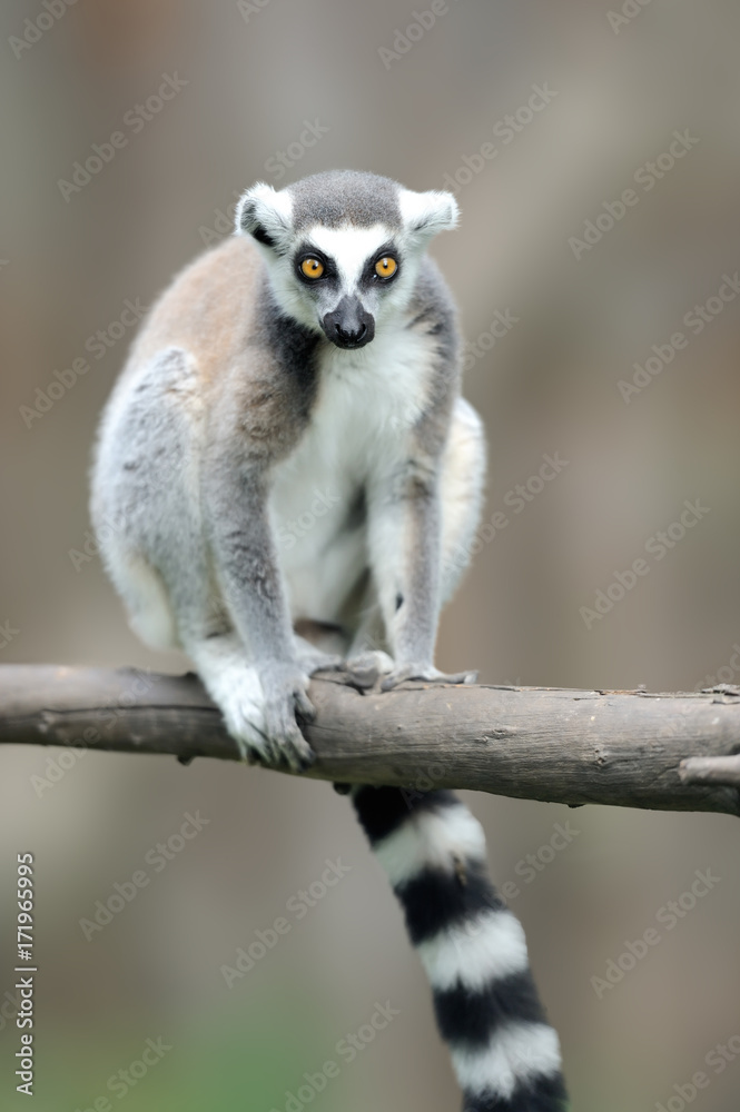 Obraz premium Ring-tailed Lemur, Lemur catta, with clear background