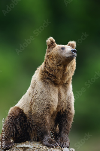 Big brown bear in the nature habitat. Wildlife scene from nature © byrdyak