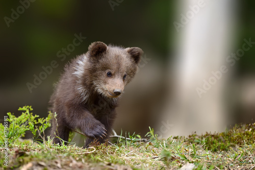 Young brown bear cub in the fores