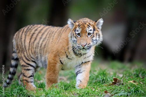 Siberian tigris in beautiful habitat