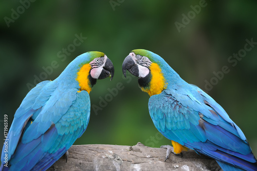 Wild parrot bird, blue parrot Great-Green Macaw, Ara ambigua © byrdyak