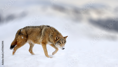 Winter scene with danger wolf animal